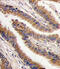 Protein Kinase X-Linked antibody, abx033777, Abbexa, Immunohistochemistry frozen image 