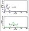 Forkhead Box G1 antibody, PA5-26794, Invitrogen Antibodies, Flow Cytometry image 