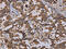 Regenerating Family Member 3 Gamma antibody, CSB-PA135431, Cusabio, Immunohistochemistry frozen image 