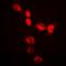 Single-strand selective monofunctional uracil DNA glycosylase antibody, orb215092, Biorbyt, Immunofluorescence image 