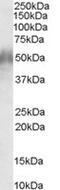 CD2 Cytoplasmic Tail Binding Protein 2 antibody, MBS420728, MyBioSource, Western Blot image 