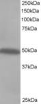 C-Terminal Src Kinase antibody, STJ70044, St John