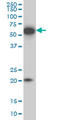 EBF Transcription Factor 3 antibody, LS-B5929, Lifespan Biosciences, Western Blot image 