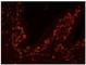 Ubiquitin Specific Peptidase 47 antibody, NB100-57487, Novus Biologicals, Flow Cytometry image 