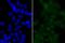 Bromodomain Containing 2 antibody, A02412, Boster Biological Technology, Immunocytochemistry image 