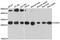 Casein Beta antibody, A03701, Boster Biological Technology, Western Blot image 