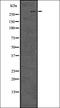 Olfactory Receptor Family 5 Subfamily R Member 1 (Gene/Pseudogene) antibody, orb336484, Biorbyt, Western Blot image 