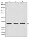 Activating Transcription Factor 5 antibody, M02792, Boster Biological Technology, Western Blot image 