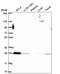 RAB5B, Member RAS Oncogene Family antibody, PA5-66986, Invitrogen Antibodies, Western Blot image 