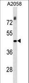 THO Complex 3 antibody, LS-C157192, Lifespan Biosciences, Western Blot image 