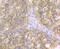 Carbonic Anhydrase 2 antibody, NBP2-76824, Novus Biologicals, Immunohistochemistry paraffin image 