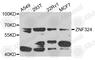 Zinc Finger Protein 324 antibody, A7968, ABclonal Technology, Western Blot image 