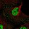 Cbl Proto-Oncogene Like 1 antibody, NBP1-83589, Novus Biologicals, Immunocytochemistry image 
