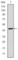 Apolipoprotein B antibody, abx012218, Abbexa, Western Blot image 