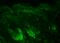 Heat Shock Protein Family D (Hsp60) Member 1 antibody, 11100, QED Bioscience, Immunohistochemistry frozen image 