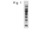 Acetyl Lysine antibody, NB100-74339, Novus Biologicals, Western Blot image 