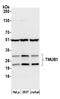 Transmembrane And Ubiquitin Like Domain Containing 1 antibody, A305-596A-M, Bethyl Labs, Western Blot image 