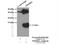 Translocase Of Inner Mitochondrial Membrane 8A antibody, 11179-1-AP, Proteintech Group, Immunoprecipitation image 