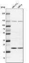 Ubiquitin-Fold Modifier Conjugating Enzyme 1 antibody, PA5-55962, Invitrogen Antibodies, Western Blot image 
