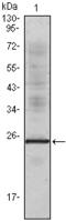 Interleukin-1 alpha antibody, M01144, Boster Biological Technology, Western Blot image 