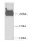 Pleckstrin Homology Domain Interacting Protein antibody, FNab06390, FineTest, Western Blot image 