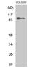 DEAD-Box Helicase 54 antibody, STJ92681, St John