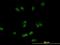 Chromosome Segregation 1 Like antibody, orb89576, Biorbyt, Immunocytochemistry image 
