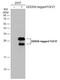 Fibroblast Growth Factor 21 antibody, GTX111877, GeneTex, Western Blot image 