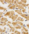Adenylate Kinase 4 antibody, 61-029, ProSci, Immunofluorescence image 