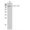 Vav Guanine Nucleotide Exchange Factor 3 antibody, LS-C381427, Lifespan Biosciences, Western Blot image 