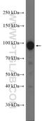 RalA Binding Protein 1 antibody, 13176-1-AP, Proteintech Group, Western Blot image 