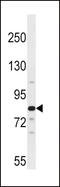 Aryl Hydrocarbon Receptor Nuclear Translocator 2 antibody, LS-C156505, Lifespan Biosciences, Western Blot image 