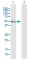 V-Set Immunoregulatory Receptor antibody, H00064115-B01P, Novus Biologicals, Western Blot image 