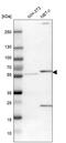 Pyruvate Dehyrogenase Phosphatase Catalytic Subunit 1 antibody, HPA019081, Atlas Antibodies, Western Blot image 