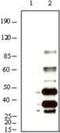 KSHV K8 alpha antibody, NB100-2189, Novus Biologicals, Western Blot image 