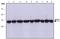 Actin Gamma 2, Smooth Muscle antibody, NB120-11003, Novus Biologicals, Western Blot image 