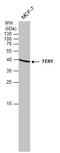 Flap Structure-Specific Endonuclease 1 antibody, 56208, QED Bioscience, Western Blot image 