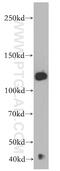 Coiled-Coil And C2 Domain Containing 1B antibody, 20774-1-AP, Proteintech Group, Western Blot image 
