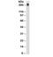 TAG-72 antibody, 33-569, ProSci, Western Blot image 