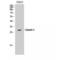 Claudin 3 antibody, LS-C382737, Lifespan Biosciences, Western Blot image 