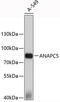 Anaphase Promoting Complex Subunit 5 antibody, 19-455, ProSci, Western Blot image 