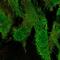 G Protein-Coupled Receptor Kinase 5 antibody, NBP2-56763, Novus Biologicals, Immunocytochemistry image 