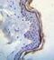 c-Kit antibody, GTX81335, GeneTex, Immunohistochemistry paraffin image 