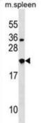 Neurexophilin 3 antibody, abx029138, Abbexa, Western Blot image 