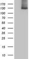 SPT16 Homolog, Facilitates Chromatin Remodeling Subunit antibody, CF809794, Origene, Western Blot image 