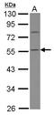 Calsequestrin 1 antibody, LS-C155368, Lifespan Biosciences, Western Blot image 