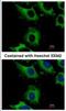 Charged Multivesicular Body Protein 2B antibody, NBP2-15887, Novus Biologicals, Immunofluorescence image 