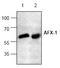 Forkhead Box O4 antibody, AP00150PU-N, Origene, Western Blot image 