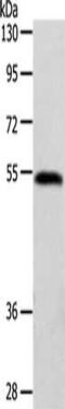 Rab GDP dissociation inhibitor alpha antibody, CSB-PA939836, Cusabio, Western Blot image 