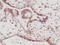 Insulin Like Growth Factor 2 antibody, XP-5160, ProSci, Immunohistochemistry frozen image 